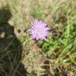 Knautia arvernensisBlodyn