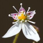 Micranthes stellaris Blüte