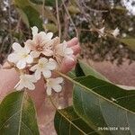 Cordia glabrata