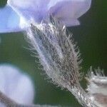 Myosotis alpestris 花