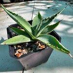 Agave guiengola Hoja
