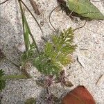 Pseudorlaya pumila പുഷ്പം