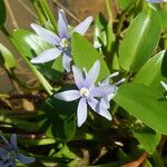 Heteranthera limosa 花