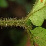 Triplophyllum vogelii Arall