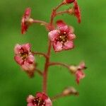 Ribes laxiflorum Virág