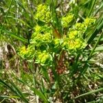 Euphorbia helioscopia Tervik taim
