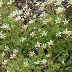 Saxifraga praetermissa Leaf