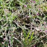 Gutenbergia rueppellii Hábito