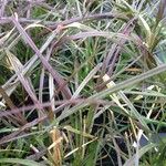 Pennisetum setaceum Leaf