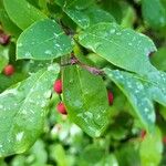 Ilex mucronata Bark