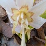 Erythronium californicum Λουλούδι