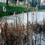 Typha latifolia Diğer