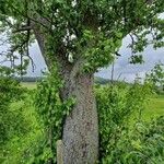 Pyrus communis Агульны выгляд