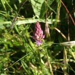 Anacamptis pyramidalisFlower