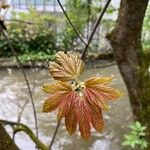 Acer sterculiaceum برگ