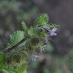 Marsypianthes chamaedrys Hábito