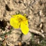 Fumana ericoides Flower