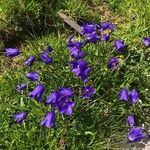 Campanula scheuchzeri Staniste