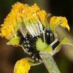 Pseudobahia peirsonii Flor