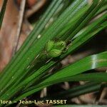 Carex halleriana Virág