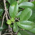 Baloghia inophylla Fruit