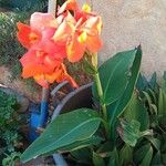 Canna indicaFlower