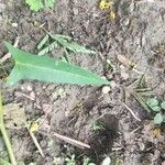 Ipomoea aquatica Leaf