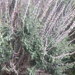 Teucrium marum Leaf