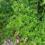 Asparagus densiflorus 葉