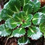 Saxifraga spathularis Blad