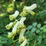 Aconitum lycoctonumBlomst