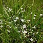 Cerastium diffusum Fula