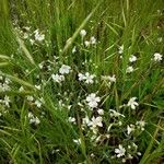 Cerastium diffusum 花