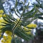 Acacia dealbata 葉