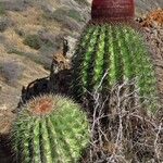 Melocactus intortus موطن