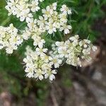 Athamanta cretensis Цветок