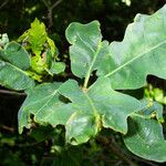 Quercus × rosacea Hoja