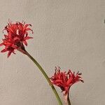 Nerine sarniensis Flower