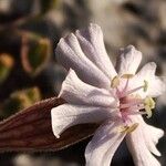 Silene vallesia Flors