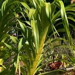 Grammatophyllum speciosum Folio