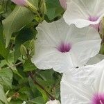 Ipomoea pandurata Blomst