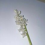 Hyacinthoides hispanica Flower