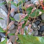 Persicaria maculosa Flower