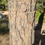Pinus ponderosa Bark