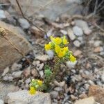 Linaria arenaria Blomma