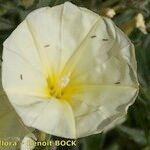 Convolvulus valentinus Flower