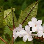 Rhododendron alborugosum