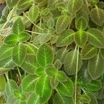 Episcia lilacina Fuelha