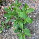 Solidago hispida برگ