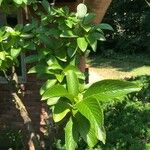 Viburnum sieboldii Leaf